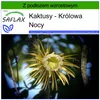 SAFLAX - Królowa Nocy - 40 Nasiona - Z podłożem uprawowym Podgląd zdjęcia produktu 10