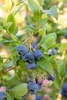 Kulturheidelbeere Bluecrop 80-100 cm, im Topf - Vaccinium Produktbild-Vorschau 8