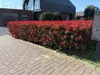 Green boutiQ - Plantes de haie - Photinia fraseri Carre Voir les images du produit 5