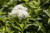 Spiraea japonica 'Albiflora', Japanische Spiere, weiß, Produktbild-Vorschau 1