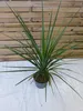 [Palmenlager] Cordyline australis 100 cm - Pot 17 cm Ø - Produktbild-Vorschau 1