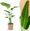 Rostlina - Strelitzia nicolai - Velká, nenárocná strelice v Náhled obrázku produktu 2