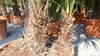 mehrstämmig Trachycarpus Fortunei Palme Palmengruppe, Produktbild-Vorschau 7