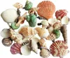 100g Smíšené plážové mušle Směs mořských mušlí Řemeslo Náhled obrázku produktu 1