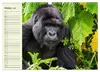 Berggorillas im Herzen Afrikas (Wandkalender 2027 DIN A3 Produktbild-Vorschau 12