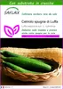SAFLAX  - Cetriolo spugna di Luffa - 10 semi - Con Anteprima dell’immagine prodotto 1