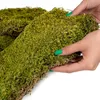 Terrario Shadow Forest Moss - muschio naturale 35x28cm Anteprima dell’immagine prodotto 2
