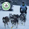 Hundesnack Carnello Welpenkaugummi, 90% Gelatine und Produktbild-Vorschau 8