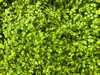 6 x Soleirolia soleirolii - Bubiceps hrniec 9 x 9 cm Náhľad obrázku produktu 2