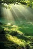 Wallario Poster - Sonnenstrahlen im Wald, Kunstdruck Größe: Produktbild-Vorschau 1