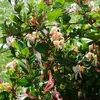 A close-up view of a flowering honeysuckle plant with numerous blooms and green leaves. Anteprima dell’immagine prodotto