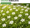 Sternmoos Mastkraut Plattenmoos Samen - Sagina subulata - Produktbild-Vorschau 2