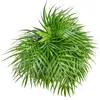 Goldfruchtpalme - pflegeleichte Zimmerpflanze, Areca Dypsis Produktbild-Vorschau 6