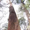 Reuzeneucalyptus (Eucalyptus regnans) - 1 portie zaden Productafbeelding-voorbeeld 1