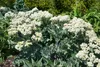 Crambe maritima, Meerkohl, essbar, ca. 11x11 cm Topf Produktbild-Vorschau 5