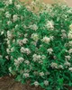 Viburnum 'Pragense', immergrün, 80–100 cm Produktbild-Vorschau 10