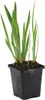 Bloomique - Iris Kaempferi - Kosaciec japoński - Fioletowy Podgląd zdjęcia produktu 1