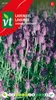 Semi di lavanda - Circa 0,75 gr | VT_2955 Anteprima dell’immagine prodotto 1