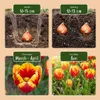 Green boutiQ - 15x Tulipa Triumph Mix - Triumph-Tulpe - Produktbild-Vorschau 4