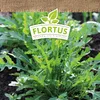 Salatrauke |  Salatraukesamen von FLORTUS Produktbild-Vorschau 5