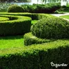 Buxus Vital 500 ml – Koncentrát pro 50 metrů buxusového Náhled obrázku produktu 4