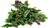 SAFLAX - BIO - Bazalka thajská - Ocimum basilicum - 250 Náhľad obrázku produktu 9