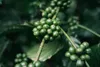 Rohkaffee Grüner Kaffee Pulver 250 g 100% Arabica Rohkaffee Produktbild-Vorschau 3