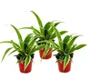 Chlorophytum Mini, sada 3 kusů, zelená lilie Náhled obrázku produktu 1