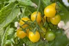 SAFLAX  -- Pomodoro - Golden Queen  - 15 semi - Solanum Anteprima dell’immagine prodotto 5