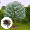 Semena Eucalyptus Gunnii - balení 10 ks - Exotická semena - Náhled obrázku produktu 1