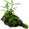Aquarium Pflanze Hygrophila pinnatifida und Moos auf Wurzel Produktbild-Vorschau 1