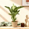 Green BoutiQ - Green is... Plantes d'intérieur - Voir les images du produit 4