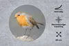 MuchoWow® Mauspad Mousepad Vogel - Rotkehlchen - Felsen Produktbild-Vorschau 2