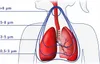 Inhalátor Flaem 4Neb Rf9, s reguláciou prúdu častíc, vhodný Náhľad obrázku produktu 8