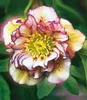 BALDUR Garten 2er Gefüllte Christrosen 'Festival-Mix', Produktbild-Vorschau 3