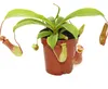 Kannenpflanze - Nepenthes - 9cm Topf Produktbild-Vorschau 1