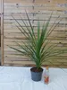 [Palmenlager] Cordyline australis 100 cm - Pot 17 cm Ø - Produktbild-Vorschau 2