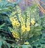 Mahonie 'WINTER SUN' 60-70 cm, Cont. 2,5 l Produktbild-Vorschau 6