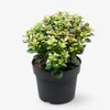 Crassula minor - Kleinere vetplant - Zeldzaamheid - 17 cm Productafbeelding-voorbeeld 1