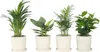 Plantes d'intérieur tendance - Set de 4 - Hauteur 25-40cm - Voir les images du produit 6
