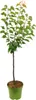 MeruňkaFloraSelfPrunus armeniaca Compacta výška cca 125 cm Náhled obrázku produktu 2