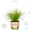 3er-Mix Cyperus, Chlorophytum & Callisia, 15-25 cm, Topf 12 Produktbild-Vorschau 3