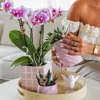 Kolibri Orchids | Růžová orchidej Phalaenopsis - Mineral Náhled obrázku produktu 7