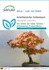 SAFLAX - Amerikanischer Amberbaum - Liquidamber styraciflua Produktbild-Vorschau 1