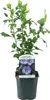 Green boutiQ - Arbustes - Hibiscus syriacus Oiseau Blue - Voir les images du produit 2