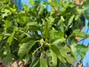 A close-up view of a fig tree with lush green leaves and small developing figs. Produktbild-Vorschau
