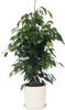 Figowiec fikus - Ficus benjamina 'Danielle' - Wysokość Podgląd zdjęcia produktu 7