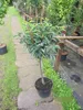 Prunus lusitanica - Portugisische Lorbeerkirsche - Produktbild-Vorschau 2