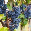 Plants by Frank | 3 Weinreben Pflanzen 100% Biologisch | Produktbild-Vorschau 3