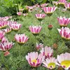 6 x Kreisblume Depressus - Anacyclus pyrethrum depressus  | Produktbild-Vorschau 1